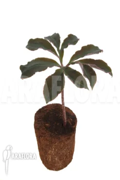 Amorphophallus Atroviridis -Green Haven Sales Store Amorphophallus atroviridis 5
