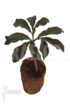 Amorphophallus Atroviridis -Green Haven Sales Store Amorphophallus atroviridis 6