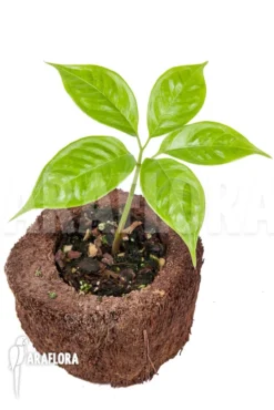 Amorphophallus Brachyphyllus “S”