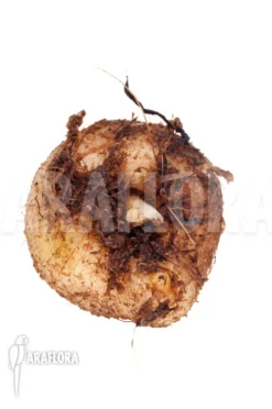 Amorphophallus Consimilis