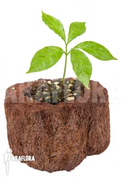 Amorphophallus Hewitti “S”