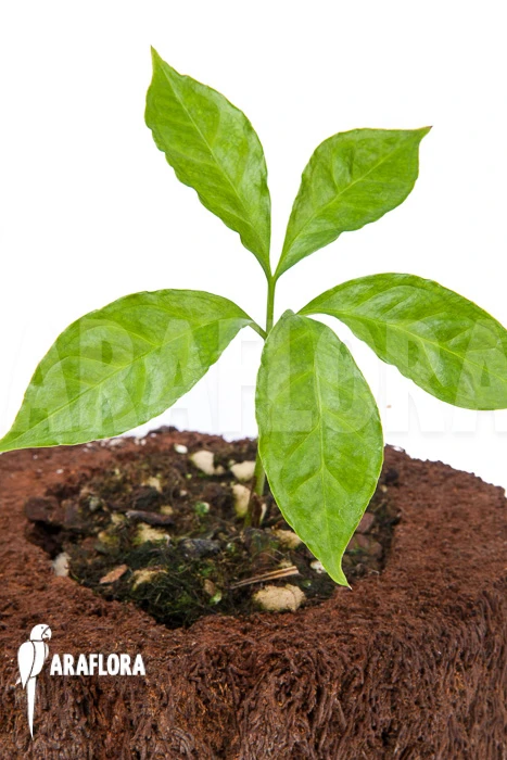 Amorphophallus Hewitti “S” 2 Amorphophallus Hewitti “S” - Image 2