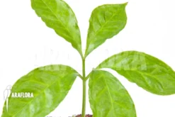 Amorphophallus Hewitti “S” 5 Amorphophallus Hewitti “S” -Green Haven Sales Store Amorphophallus hewitti S 3