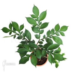 Konjak Amorphophallus Konjac