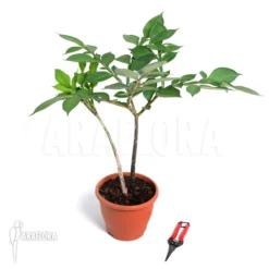 Konjak Amorphophallus Konjac -Green Haven Sales Store Amorphophallus konjak 3