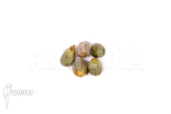 Amorphophallus Mossambicensis 5 Seeds