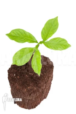 Amorphophallus Mossambicensis 'M'