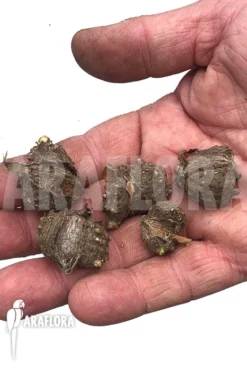 Amorphophallus Ochroleucus Bulbils