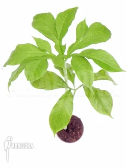 Amorphophallus Paeoniifolius 'Elephantfoot Yam' -Green Haven Sales Store Amorphophallus paeoniifolius 2