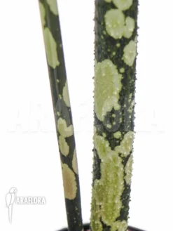 Amorphophallus Paeoniifolius 'Elephantfoot Yam' -Green Haven Sales Store Amorphophallus paeoniifolius 4