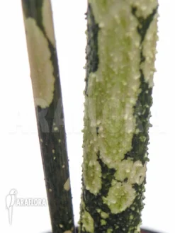 Amorphophallus Paeoniifolius 'Elephantfoot Yam' -Green Haven Sales Store Amorphophallus paeoniifolius 5