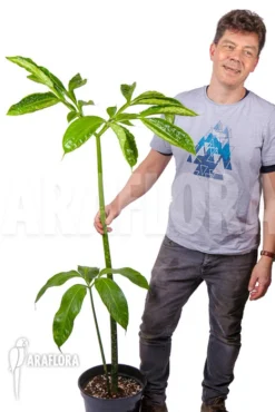 Amorphophallus Titanum “L”