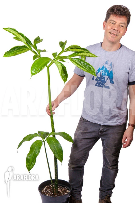 Amorphophallus Titanum “L” 1 Amorphophallus Titanum “L”