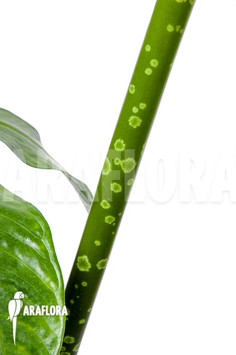 Amorphophallus Titanum “L” 2 Amorphophallus Titanum “L” - Image 2