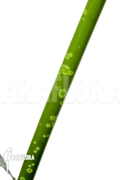 Amorphophallus Titanum “L” 5 Amorphophallus Titanum “L” -Green Haven Sales Store Amorphophallus titanum L 3