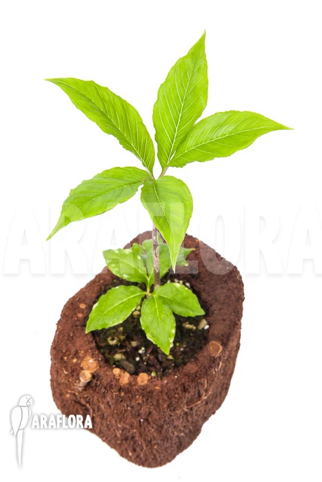 Amorphophallus Kiushianus “S” 1 Amorphophallus Kiushianus “S”