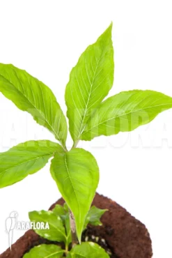 Amorphophallus Kiushianus “S” 7 Amorphophallus Kiushianus “S” -Green Haven Sales Store Amorphophallus20kiushianus S 2