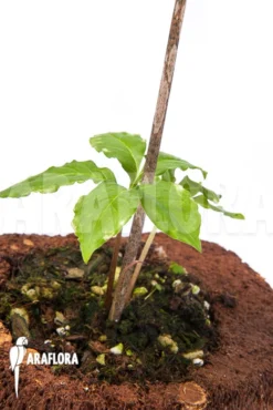 Amorphophallus Kiushianus “S” 6 Amorphophallus Kiushianus “S” -Green Haven Sales Store Amorphophallus20kiushianus S 3