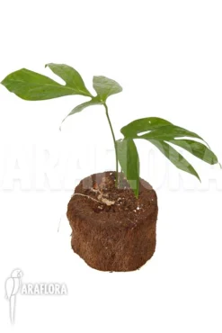 Amydrium Medium -Green Haven Sales Store Amydrium medium 2