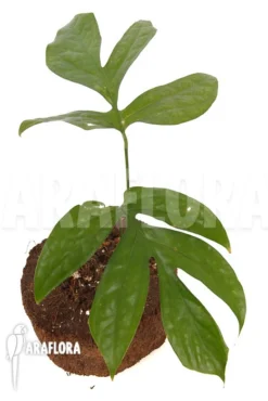 Amydrium Medium -Green Haven Sales Store Amydrium medium 3