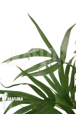 Amydrium Zippelianum