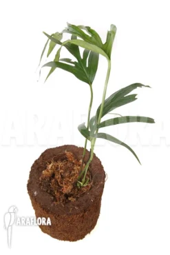 Amydrium Zippelianum -Green Haven Sales Store Amydrium zippelianum 2