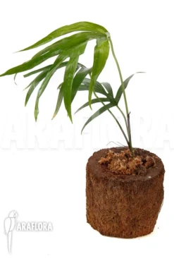 Amydrium Zippelianum -Green Haven Sales Store Amydrium zippelianum 3