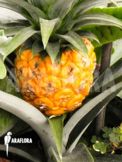 Ananas Nanus