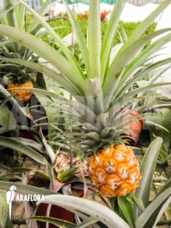 Ananas Nanus -Green Haven Sales Store Ananas nanus 2
