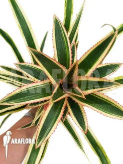 Ananas Nanus Variegated Red 7 Ananas Nanus Variegated Red -Green Haven Sales Store Ananas nanus variegated Red 4