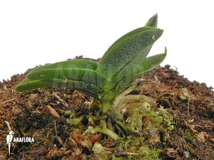 Orchid 'Angraecum Aloifolium' 1 Orchid 'Angraecum Aloifolium'