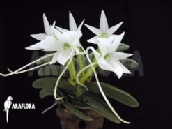 Orchid 'Angraecum Aloifolium' 5 Orchid 'Angraecum Aloifolium' -Green Haven Sales Store Angraecum aloifolium 5 1