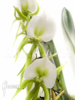 Orchid 'Angraecum Eburneum'