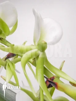 Orchid 'Angraecum Eburneum' -Green Haven Sales Store Angraecum eburneum 4