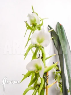 Orchid 'Angraecum Eburneum' -Green Haven Sales Store Angraecum eburneum 5