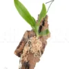 Orchid 'Angraecum Eburneum Ssp Xerophilum'