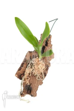 Orchid 'Angraecum Eburneum Ssp Xerophilum'