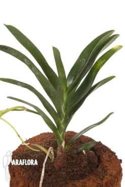 Orchid 'Angraecum Angraecum 'Lady Lisa'' -Green Haven Sales Store Angraecum lady lisa 3