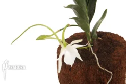 Orchid 'Angraecum Angraecum 'Lady Lisa'' -Green Haven Sales Store Angraecum lady lisa 4