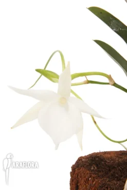Orchid 'Angraecum Angraecum 'Lady Lisa'' -Green Haven Sales Store Angraecum lady lisa 5