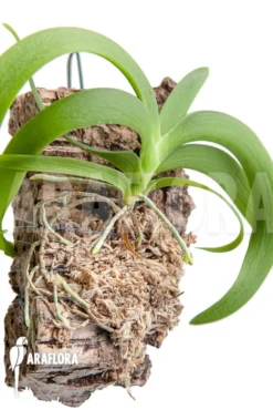 Orchid 'Angraecum Leonis' 8 Orchid 'Angraecum Leonis' -Green Haven Sales Store Angraecum leonis 5