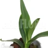 Orchid 'Angraecum Longicalcar'