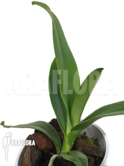 Orchid 'Angraecum Longicalcar'