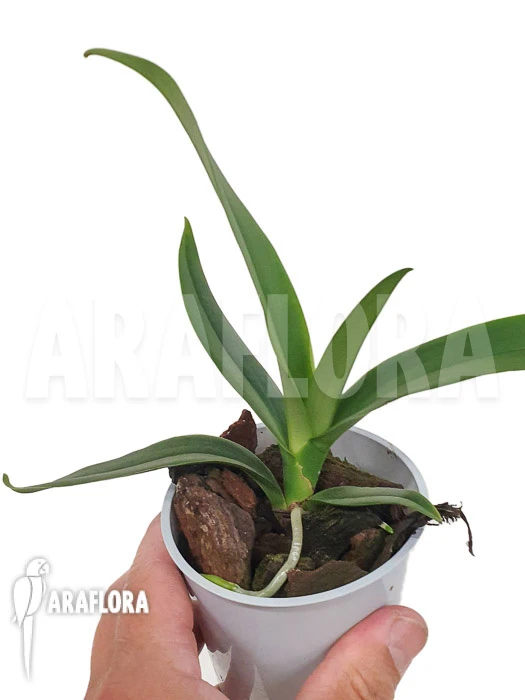 Orchid 'Angraecum Longicalcar' 3 Orchid 'Angraecum Longicalcar' - Image 3