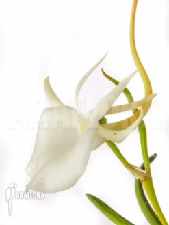Orchid 'Angraecum Scottianum' -Green Haven Sales Store Angraecum scottianum 2