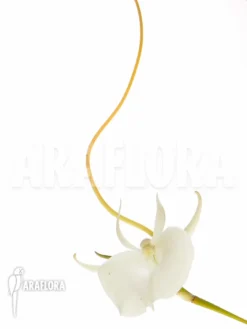 Orchid 'Angraecum Scottianum' -Green Haven Sales Store Angraecum scottianum 3