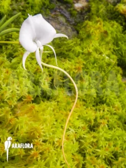 Orchid 'Angraecum Scottianum' -Green Haven Sales Store Angraecum scottianum 4