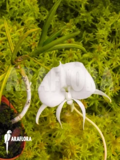 Orchid 'Angraecum Scottianum' -Green Haven Sales Store Angraecum scottianum 5