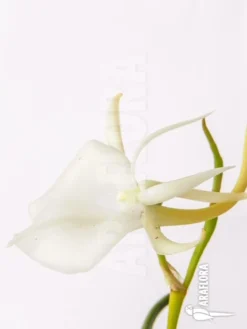 Orchid 'Angraecum Scottianum' -Green Haven Sales Store Angraecum scottianum 6
