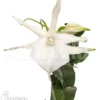 Orchid 'Angraecum Sesquipedale'
